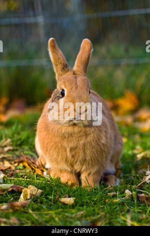 Coniglio nano (oryctolagus cuniculus f. domestica), Red Dwarf Rabbit seduta in Prato Foto Stock