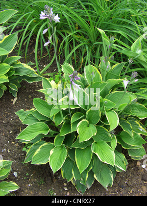 Piantaggine lily (Hosta fortunei), cultivar Aureomarginata, fioritura Foto Stock