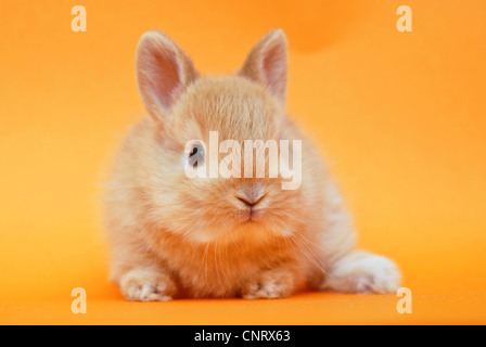 Coniglio nano (oryctolagus cuniculus f. domestica), PUP, quasi 4 settimane Foto Stock