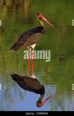 Cicogna Nera (Ciconia nigra), in piedi in acqua, in agguato per la preda, Grecia, Lesbo Foto Stock