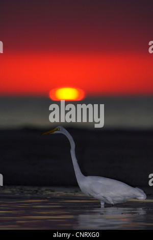 Airone bianco maggiore, Airone bianco maggiore (Egretta alba, Casmerodius Albus, Ardea alba), in piedi in acqua al tramonto, STATI UNITI D'AMERICA, Florida Foto Stock