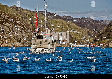 Norwegian fishingboat tornando insieme con i gabbiani. Da idratazione nella parte sud-occidentale della Norvegia, Norvegia Foto Stock