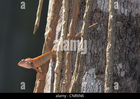 Comune ventosa di sangue, tree indiano Lizard, Giardino Lizard (Calotes versicolor), retroilluminato a un log, Thailandia, Khao Lak NP Foto Stock