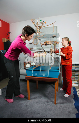 Madre e figlia sono barre di pulizia di parrotcage / cockatielcage Foto Stock