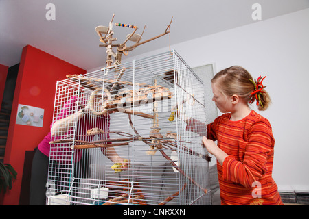 Madre e figlia sono barre di pulizia di parrotcage / cockatielcage Foto Stock