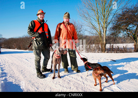 Weimaraner (Canis lupus f. familiaris), cacciatore con i loro cani in inverno, Germania Foto Stock