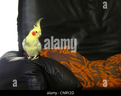 Cockatiel (Nymphicus hollandicus), singoli sul divano Foto Stock