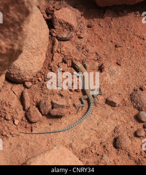 Un Lacerta laevis lizard visto nella sabbia e deserto roccioso del Wadi Rum (area protetta) in Giordania. Foto Stock