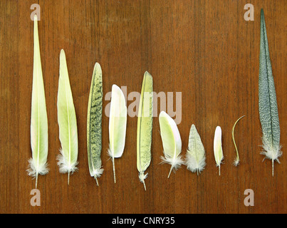 Cockatiel (Nymphicus hollandicus), diverse piume Foto Stock