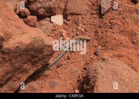 Un Lacerta laevis lizard visto nella sabbia e deserto roccioso del Wadi Rum (area protetta) in Giordania. Foto Stock