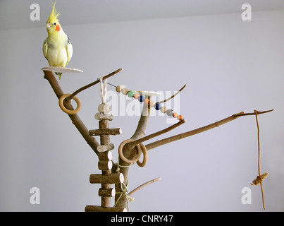 Cockatiel (Nymphicus hollandicus), cockatiel su play- e apparecchiatura di ginnastica Foto Stock