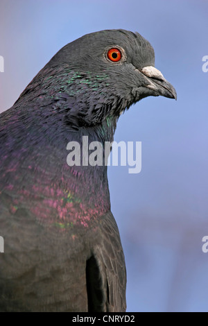 Il piccione domestico (Columba livia f. domestica), ritratto, GERMANIA Baden-Wuerttemberg Foto Stock