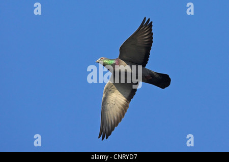 Il piccione domestico (Columba livia f. domestica), volare, GERMANIA Baden-Wuerttemberg Foto Stock