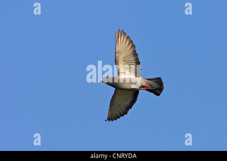 Il piccione domestico (Columba livia f. domestica), volare, GERMANIA Baden-Wuerttemberg Foto Stock