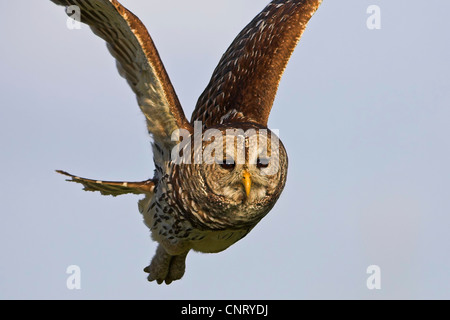 Bloccate allocco (Strix varia), volare, STATI UNITI D'AMERICA, Florida Foto Stock