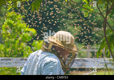 Apicoltore api di raccolta da uno sciame che si muoveva in un giardino Foto Stock