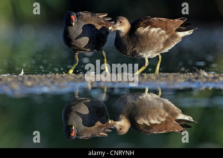 (Moorhen Gallinula chloropus), per adulti con bambini in un tratto di acqua, in Germania, in Renania Palatinato Foto Stock