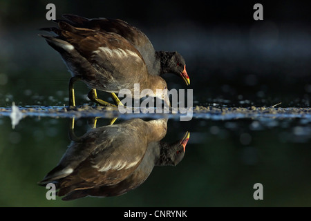 (Moorhen Gallinula chloropus), per adulti con bambini rovistando in un tratto di acqua, in Germania, in Renania Palatinato Foto Stock