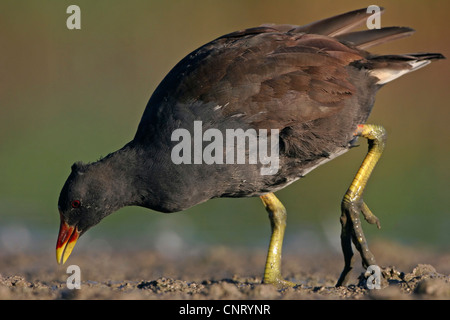 (Moorhen Gallinula chloropus), Adulto rovistando in un tratto di acqua, in Germania, in Renania Palatinato Foto Stock