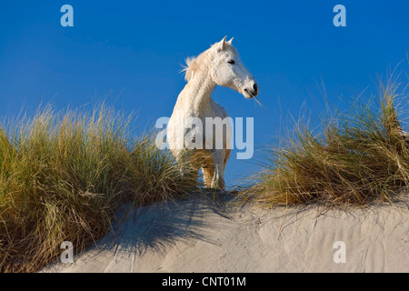 Cavalli Camargue (Equus przewalskii f. caballus), pascolo sulle dune, Francia, Camargue Foto Stock