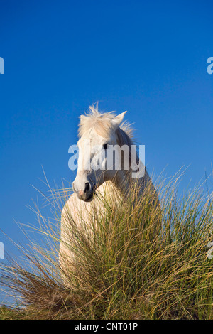 Cavalli Camargue (Equus przewalskii f. caballus), pascolo sulle dune, Francia, Camargue Foto Stock