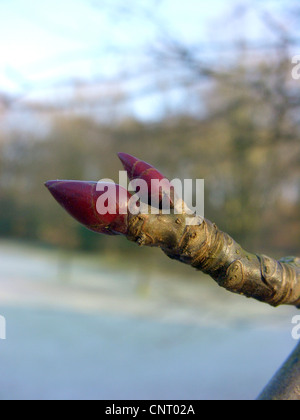 Pocket-fazzoletto tree (Davidia involucrata var. vilmoriana), ramoscello con inverno bud Foto Stock