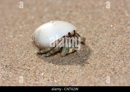 Mancino paguri (Diogenidae), in un bianco va a passo di lumaca Guscio, Thailandia, Khao Lak NP Foto Stock