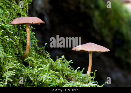 Moncone comune brittlestem (Psathyrella piluliformis) funghi che crescono su un muschio coperto ceppo di albero in Brede boschi alto Foto Stock