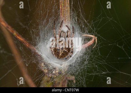 Bush, orbweaver basketweaver (Araneus redii, Agalenatea redii), si siede nel suo web, Germania Foto Stock