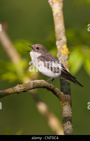 Pied flycatcher (Ficedula hypoleuca), canta su un ramoscello, Germania Foto Stock