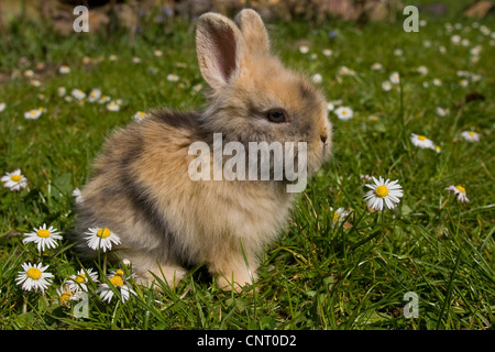 Coniglio nano (oryctolagus cuniculus f. domestica), su di un prato con prato daisy in primavera, Germania Foto Stock