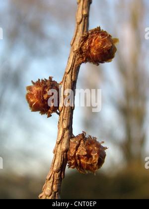 Giapponese larice (Larix kaempferi), ramoscello con boccioli di inverno Foto Stock