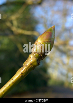 Noce satinato, dolce di gomma, gomma rossa (Liquidambar styraciflua), ramoscello con inverno bud Foto Stock