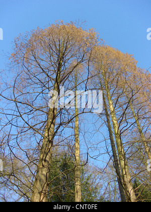 Dawn redwood (Metasequoia glyptostroboides), gruppo in inverno Foto Stock