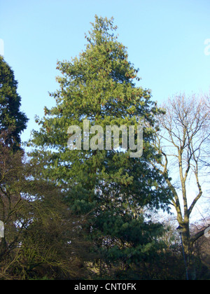 Il Bhutan, pino Himalayan pine (Pinus wallichiana), abitudine Foto Stock