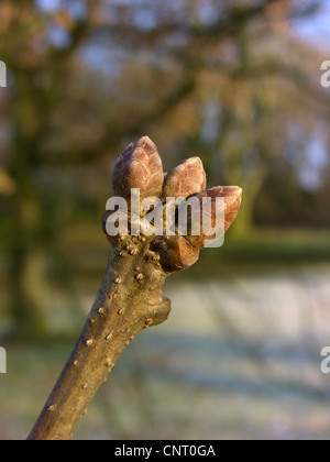 Comune di Quercia farnia, farnia (Quercus robur), ramoscello con boccioli di inverno, Germania Foto Stock