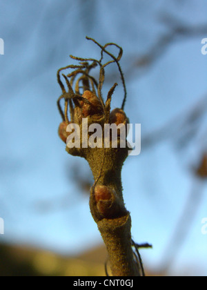 Cerro (Quercus cerris), ramoscello con boccioli di inverno Foto Stock