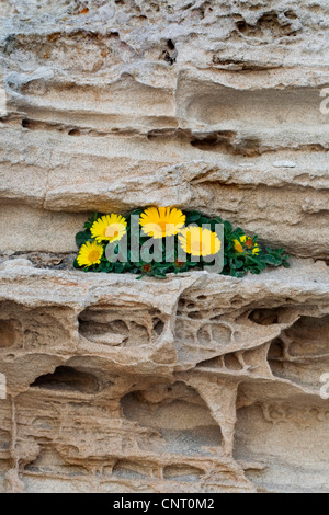 Moneta in oro, spiaggia mediterranea Daisy (Asteriscus maritimus, Bubonium maritimum), che cresce su roccia vulcanica di Los Escullos, Spagna, Andalusia, Parco Naturale Cabo de Gata Almeria, Foto Stock