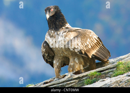 Lammergeier, Gipeto (Gypaetus barbatus), capretti sbarcati, Spagna, Pirenei, Aragona, Ordesa National Park Foto Stock