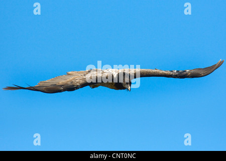 Lammergeier, Gipeto (Gypaetus barbatus), capretti battenti, Spagna, Pirenei, Aragon Foto Stock