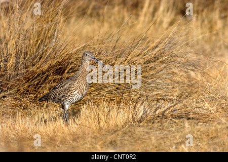 Western curlew (Numenius arquata), in habitat, Spagna Aragona, Gallocanta Foto Stock