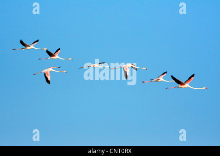 Fenicottero maggiore (Phoenicopterus roseus, Phoenicopterus ruber roseus), in formazione di volo, Spagna Foto Stock