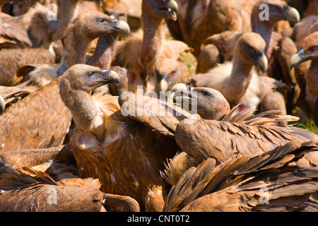 Grifone (Gyps fulvus), gruppo sbarcato in attesa di mangiare; due individui lotta, Spagna, Castellon, Sierra Espadan parco naturale Foto Stock