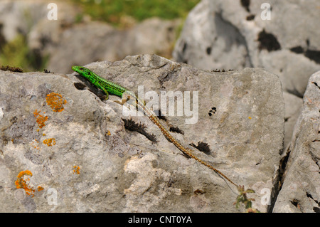 Iberian rock lizard (Lacerta monticola), seduti su pietre, Spagna, Asturien, Covadonga Foto Stock