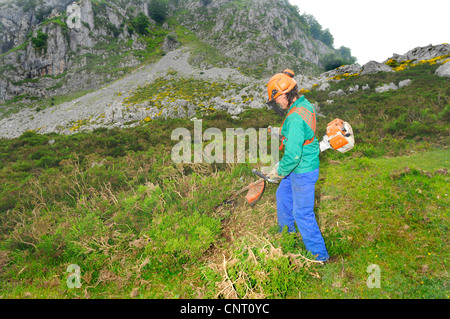 Campo Lavoratore la falciatura con il Parco Nazionale Picos de Europa, Spagna, Asturien, Parco Nazionale Picos de Europa Foto Stock