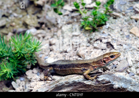 Lucertola vivipara, comune europeo (lucertola Lacerta vivipara, Zootoca vivipara), femmina, Spagna, Asturien, Parco Nazionale Picos de Europa Foto Stock