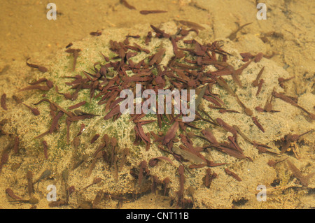 Rana comune, erba (rana temporaria rana), girini e spawn, Spagna, Katalonia, Pirenei Foto Stock