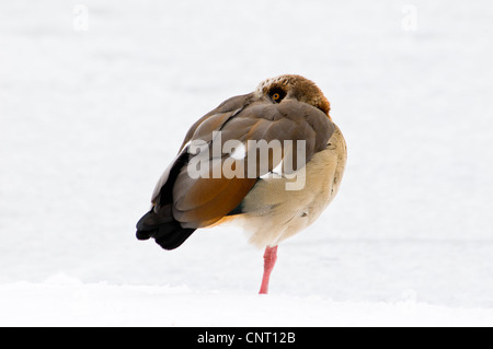 Un egiziano goose (Alopochen aegyptiacus) appoggiato in piedi su una gamba sola nella neve, ma mantenendo un occhio per problemi. Foto Stock