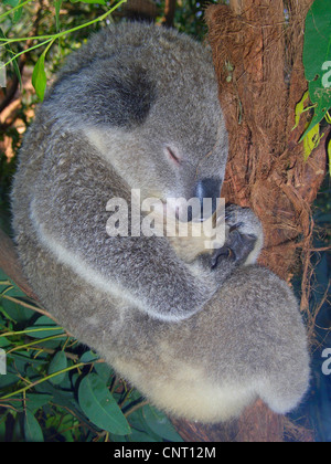 Il koala, koala bear (Phascolarctos cinereus), dormendo in un albero, Australia Foto Stock