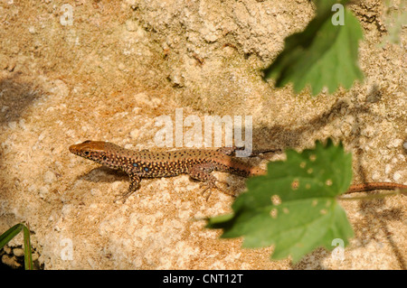 Roccia greco lizard (Hellenolacerta graeca; Lacerta graeca), su roccia, Grecia, Peloponnes Foto Stock